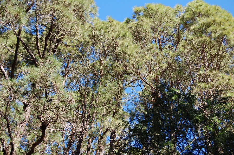 DSC_0036